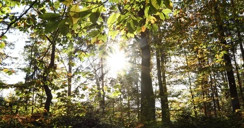 Magic sun rays in autumn forest Stock Footage 97462053
