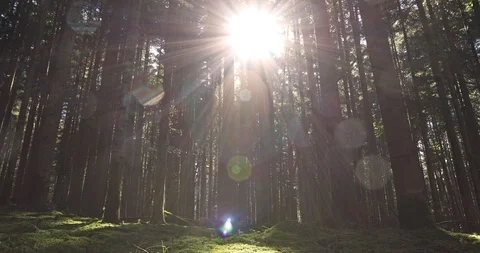 Magic sun rays with beams in the forest 動画素材 96115716