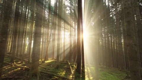 Magic sun rays between dreamy trees in the woods Stock Footage 228078739