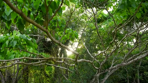Magic sun rays break through the branches and green foliage of a large tree Stock Footage 242333706