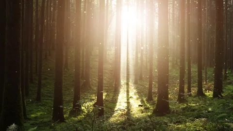 Magic sun rays in sunny forest with flicker fireflies Stock Footage 343607589