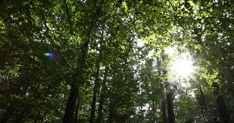 Magic sun rays through leaves Stock Footage 96449270