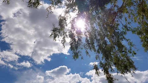 Magic Sun Rays Through Trees Stockbeeldmateriaal 333113911