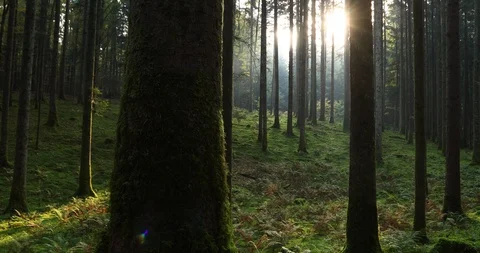 Magic sunlight in fairytale forest Stock-Footage 99922764