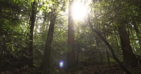 Magic sunlight with flare in forest Vídeos de archivo 96449399