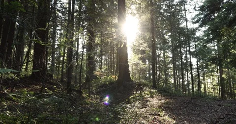 Magic sunlight in the forest Stock Footage 96116003