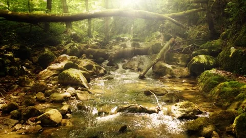 Magic sunlight in forest river Stock-Footage 324611264