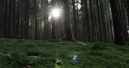 Magic Sunlight In Mossy Forest Landscape Stock Footage
