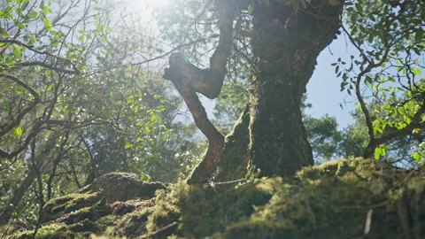 Magic sunlight shine over twisted curved old tree trunk in calm secluded forest Stock Footage 167324564