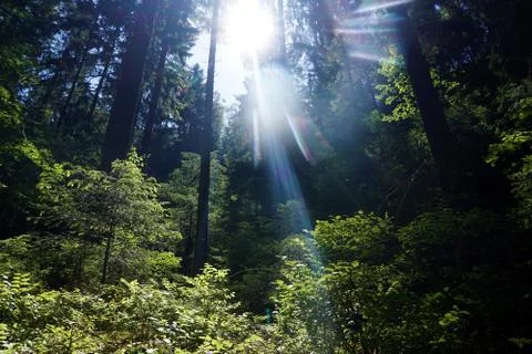 Magic sunlight shining through treetops in forest Stock Photos