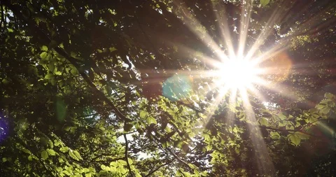 Magic sunlight through leaves Stock Footage 95777571