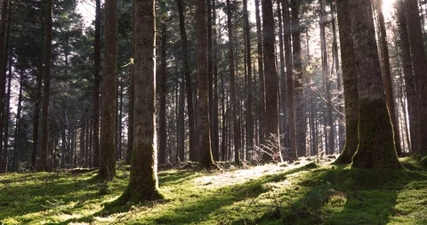 Magic sunny forest with mossy floor Stock Footage 125446319