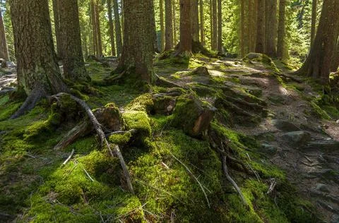 Magic sunny forest. 스톡 사진