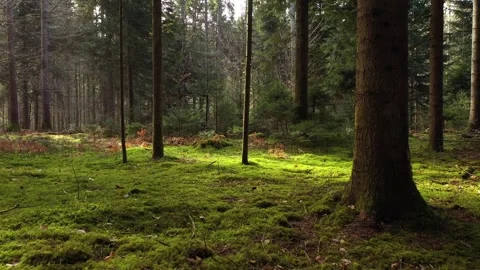 Magic sunny mossy forest ground with trees Stock Footage 341292946