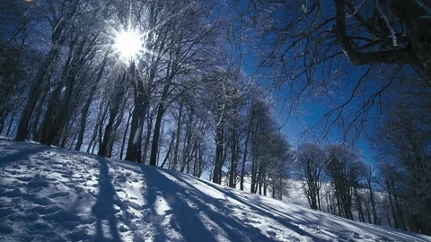 Magic sunny Winter forest landscape. Ice falling from the tree Stock-Footage 87980357