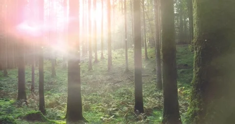 Magic sunrays and mist in sunny green woods Stock Footage 226583328