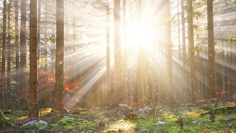 Magic sunrays with circle bokeh in autumn sunny forest Stock Footage 117001601