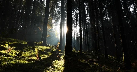 Magic sunrays with flare and mystic fireflies Stock Footage 129384612
