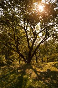 Magic sunset in backyard Stock Photos