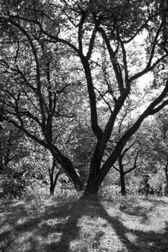 Magic sunset in backyard Stock Photos