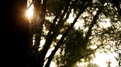 Magic Sunset Stock Footage 34748767