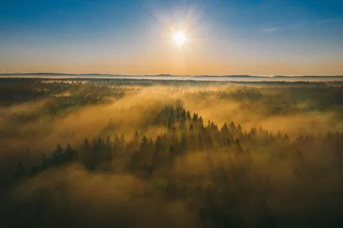 Magic sunset in landscape. Ray beam of sunset light in wild nature. Spruce trees Stock Photos