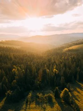 Magic sunset in landscape. Spruce trees in the forest during morning sun. Stock Photos