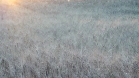 The magic of sunset over a wheat field Stock Footage 131189495