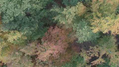 Magic tree of autumn colors Stock Footage 118996016