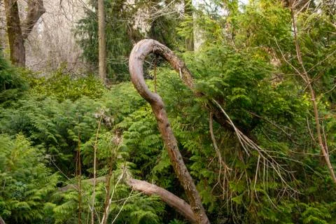 The magic tree is curved and grows down Stock Photos