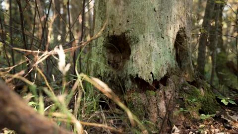 Magic tree in the forest. goblin Foto stock