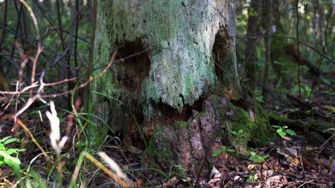 Magic tree in the forest Foto stock