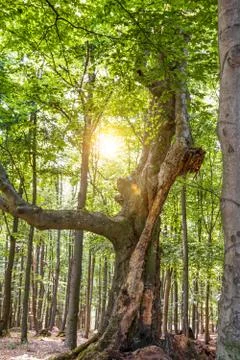 Magic tree in forest Stock Photos