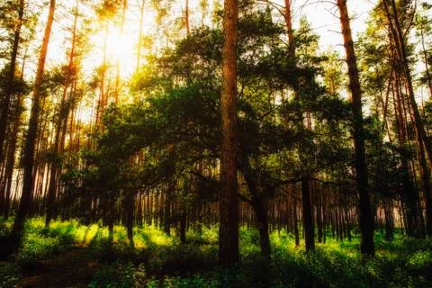 Magic tree in the forest, sunset with sunrays Foto stock