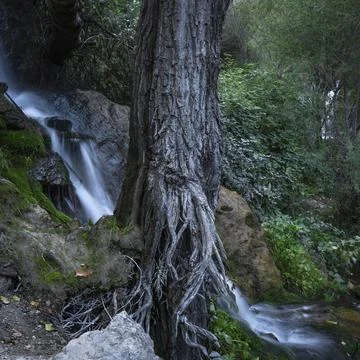 Magic tree at mountain river waterfall in the wild forest Stock Photos