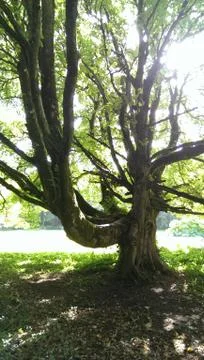 Magic Tree Stock Photos