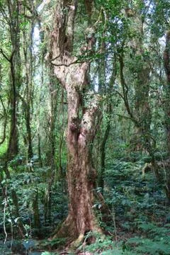 Magic tree in the sun light, forest Stock Photos