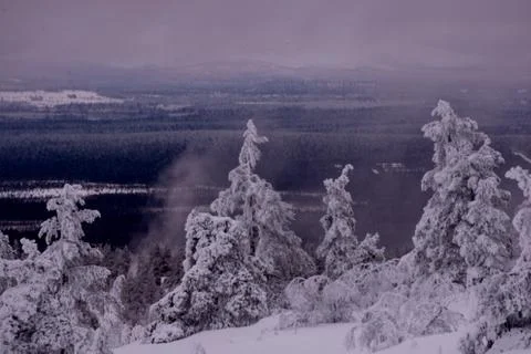 Magic trees Foto stock