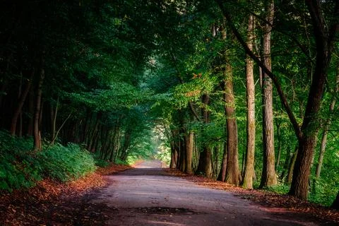Magic tunnel and pathway through a thick forest with sunlight. The path frame Stock Photos