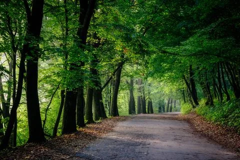 Magic tunnel and pathway through a thick forest with sunlight. The path frame Stock Photos
