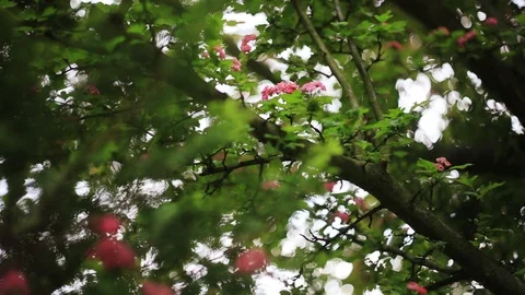 Magic view branches of trees with flowers green leaf background sky bright Stock Footage 98645940