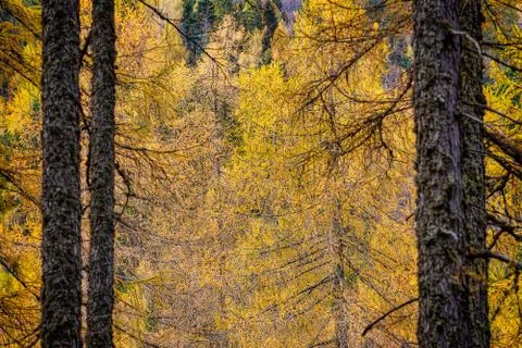 Magic view of yellow larch tree branches in autumn season Stock Photos