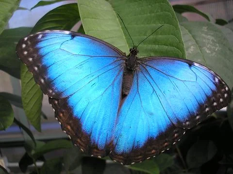 Magic Wings Stock Photos