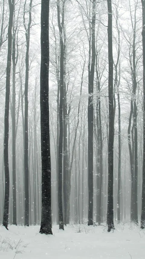 Magic winter foggy forest with loop snowfall Stock Footage 346786984