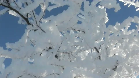The magic of the winter Fores. Winter's Tale 2 Stock-Footage 146301328