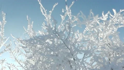 The magic of the winter Fores. Winter's Tale 3 Stock-Footage 146301478