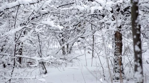 Magic Winter Forest, Ascending Shot   Stock Footage 47621082