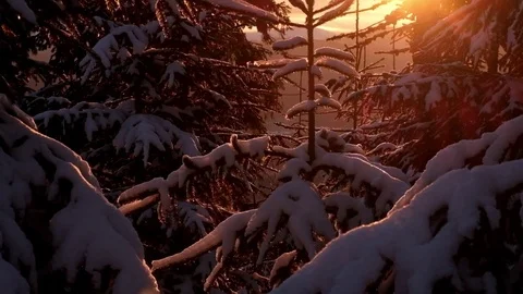 Magic winter forest covered by snow at sunset Stock Footage 73263828