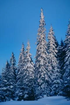 Magic winter forest covered by snow at sunrise Stock Photos
