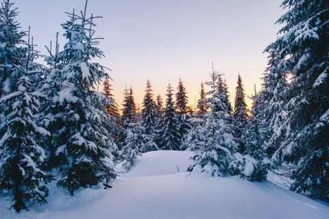 Magic winter forest covered at sunset Stock Photos